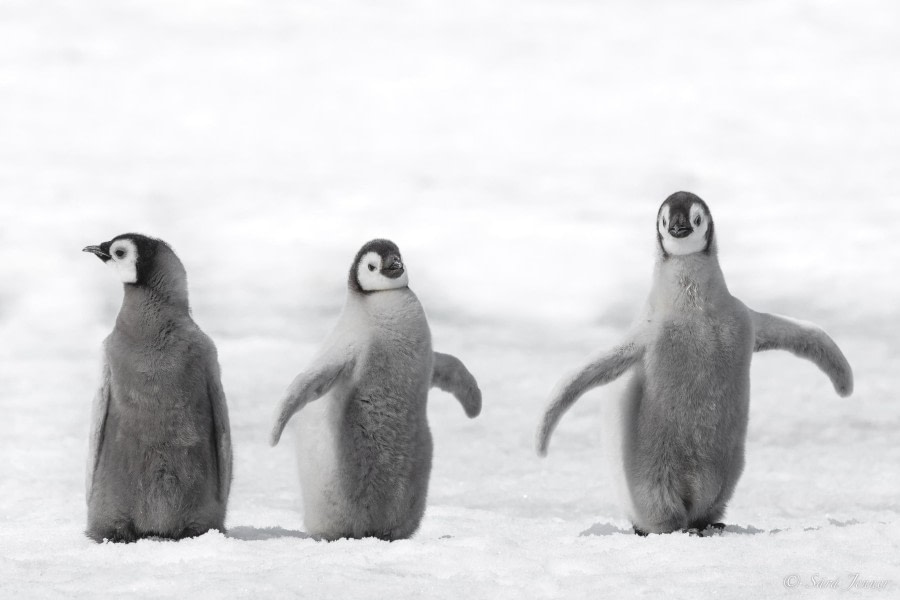 OTL22-23, Day 5, Emperor Penguins Babies © Sara Jenner - Oceanwide Expeditions.jpg