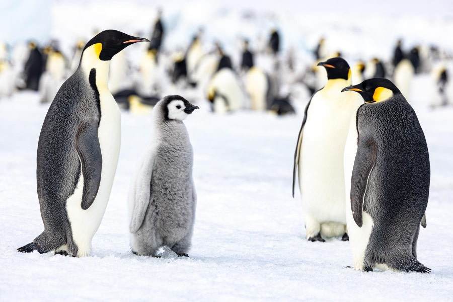 OTL22-23, Day 5, Emperor Penguins 7 © Martin Anstee Photography - Oceanwide Expeditions.jpg