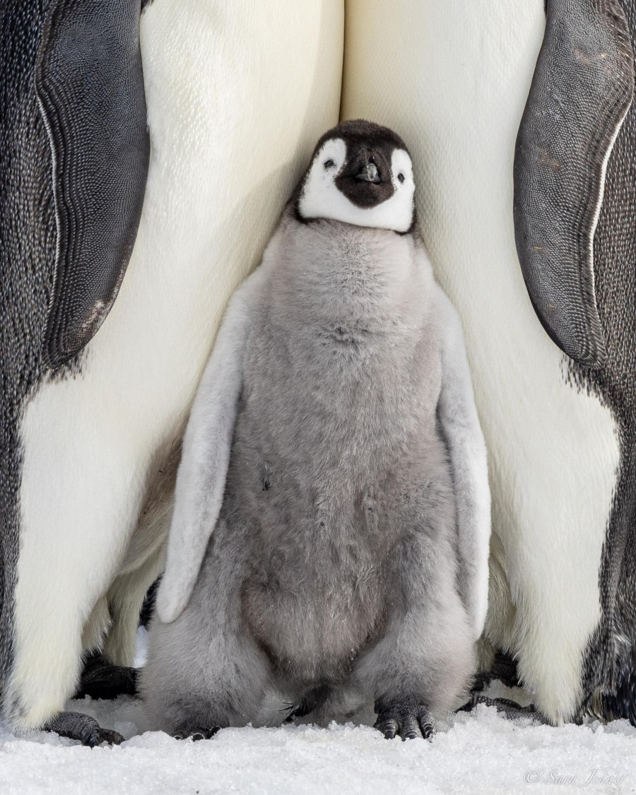 OTL22-23, Day 6, Emperor Penguin Baby © Sara Jenner - Oceanwide Expeditions.jpg