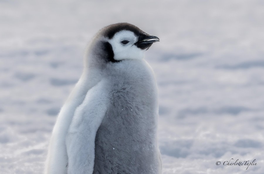 OTL22-23, Day 6, Emperor Penguin Baby 2 © Charlotte Taplin - Oceanwide Expeditions.jpg