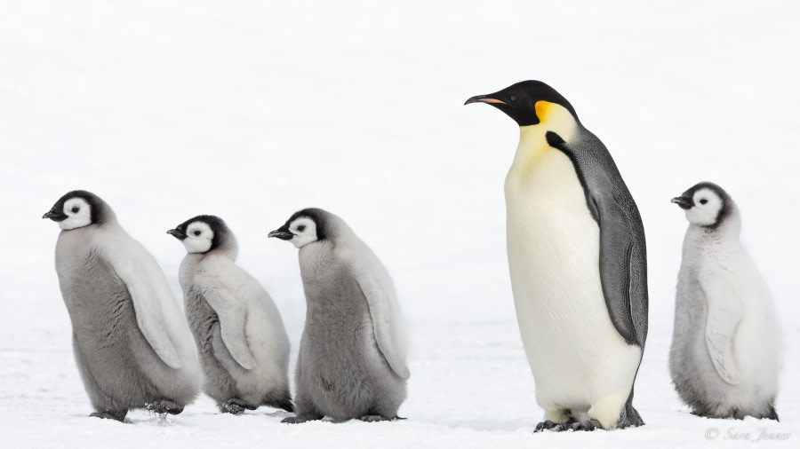 OTL22-23, Day 6, Emperor Penguins 3 © Sara Jenner - Oceanwide Expeditions.jpg