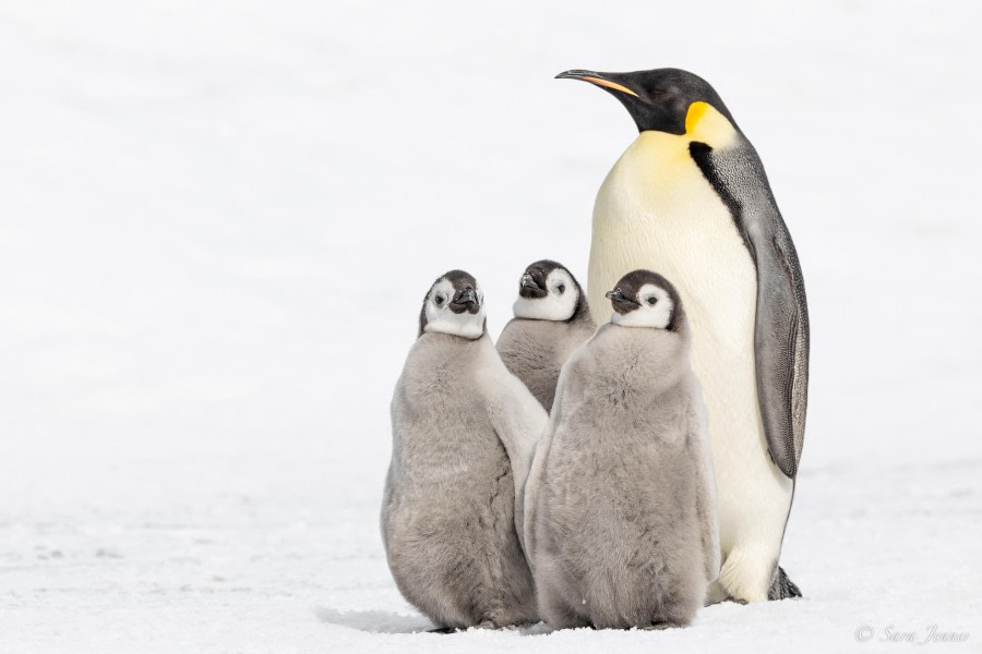 OTL22-23, Day 6, Emperor Penguins 6 © Sara Jenner - Oceanwide Expeditions.jpg