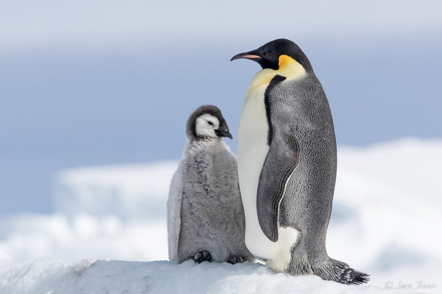 OTL22-23, Day 6, Emperor Penguins 8 © Sara Jenner - Oceanwide Expeditions.jpg