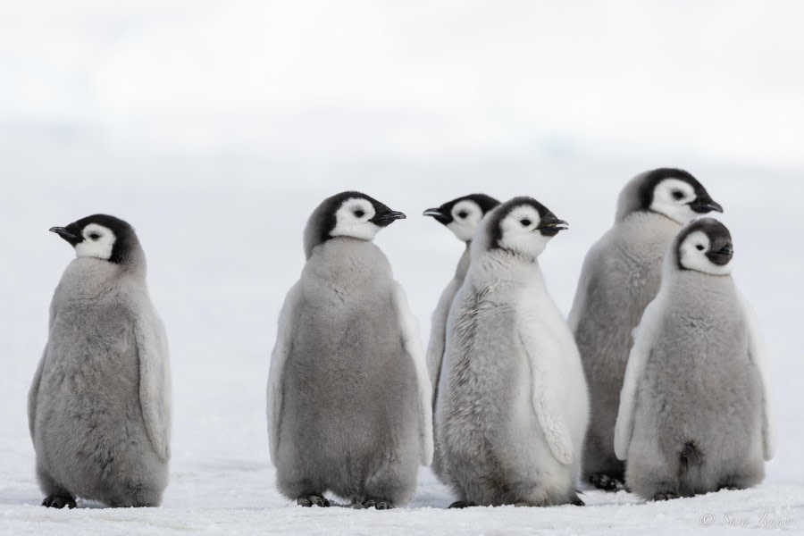 OTL22-23, Day 6, Emperor Penguins Chicks © Sara Jenner - Oceanwide Expeditions.jpg