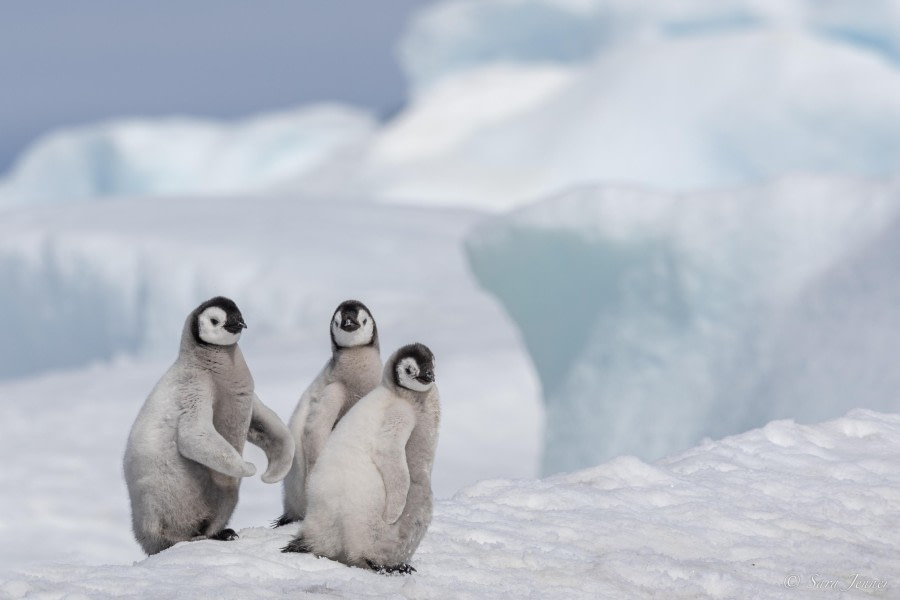 OTL22-23, Day 6, Emperor Penguins Chicks 3 © Sara Jenner - Oceanwide Expeditions.jpg