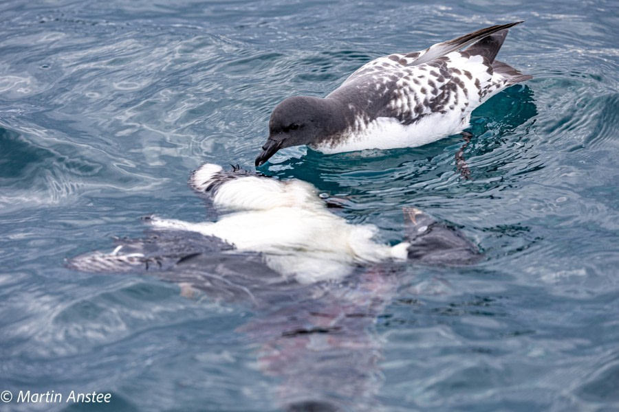 OTL22-23, Day 7, Cape Petrel eating Adelie © Martin Anstee Photography - Oceanwide Expeditions.jpg