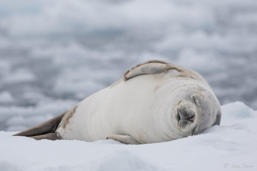 OTL22-23, Day 7, Crabeater Seal  © Sara Jenner - Oceanwide Expeditions.jpg