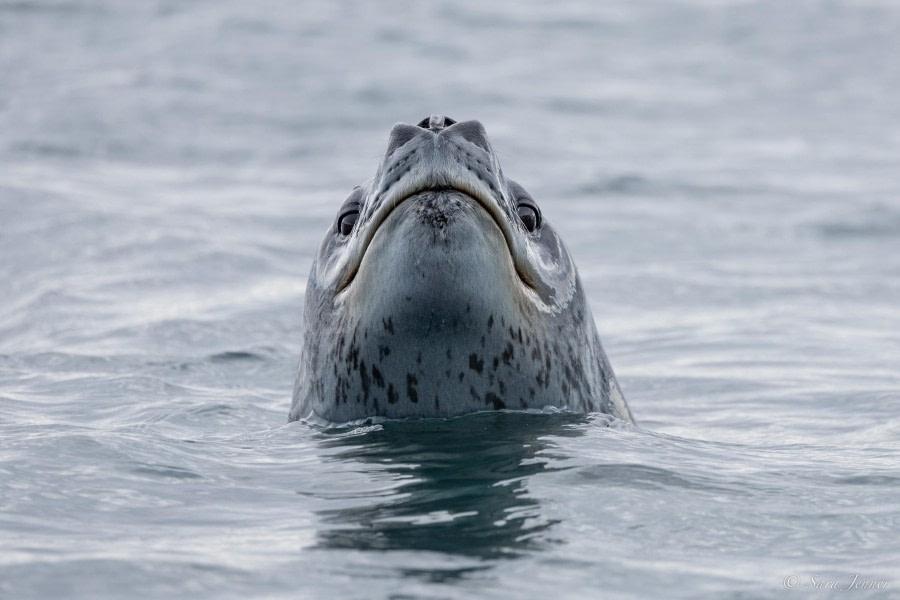 OTL22-23, Day 7, Leopard Seal © Sara Jenner - Oceanwide Expeditions.jpg