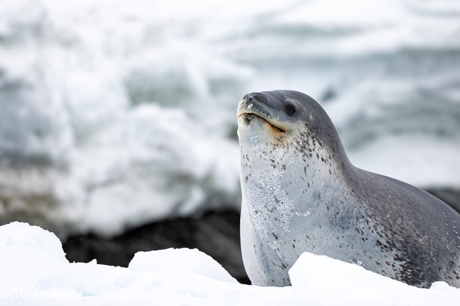 OTL22-23, Day 7, Leopard Seal 2 © Martin Anstee Photography - Oceanwide Expeditions.jpg