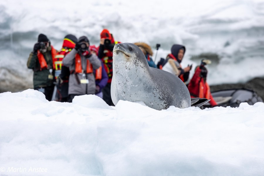 OTL22-23, Day 7, Leopard Seal and onlookers © Martin Anstee Photography - Oceanwide Expeditions.jpg