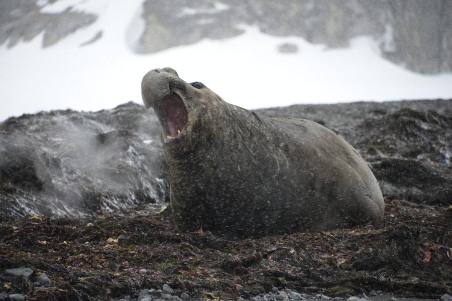 OTL22-23, Day 8, Elephant  Seal © Gary Miller - Oceanwide Expeditions.JPG