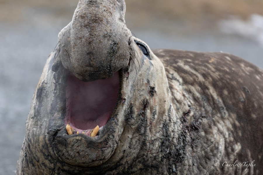 OTL22-23, Day 8, Elephant Seal 2 © Charlotte Taplin - Oceanwide Expeditions.jpg