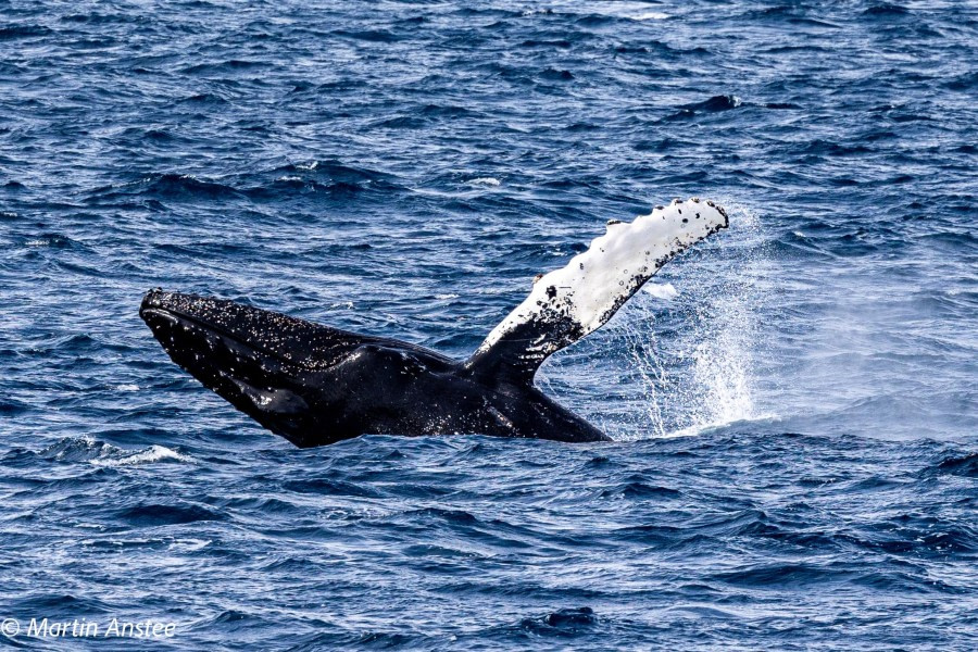 OTL22-23, Day 8, Humpback Whale  3 © Martin Anstee Photography - Oceanwide Expeditions.jpg