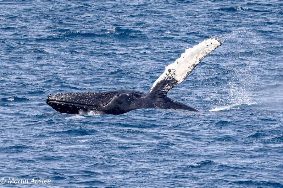 OTL22-23, Day 8, Humpback whale 4 © Martin Anstee Photography - Oceanwide Expeditions.jpg
