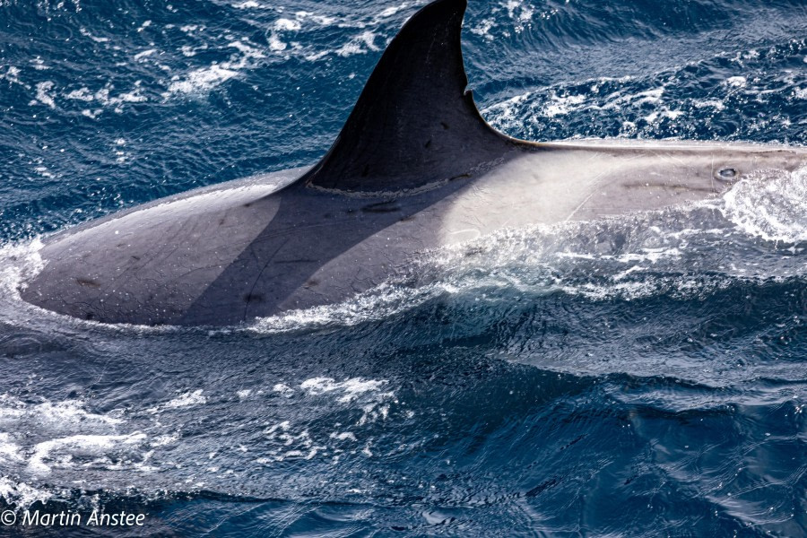 OTL22-23, Day 8, Orca close up © Martin Anstee Photography - Oceanwide Expeditions.jpg