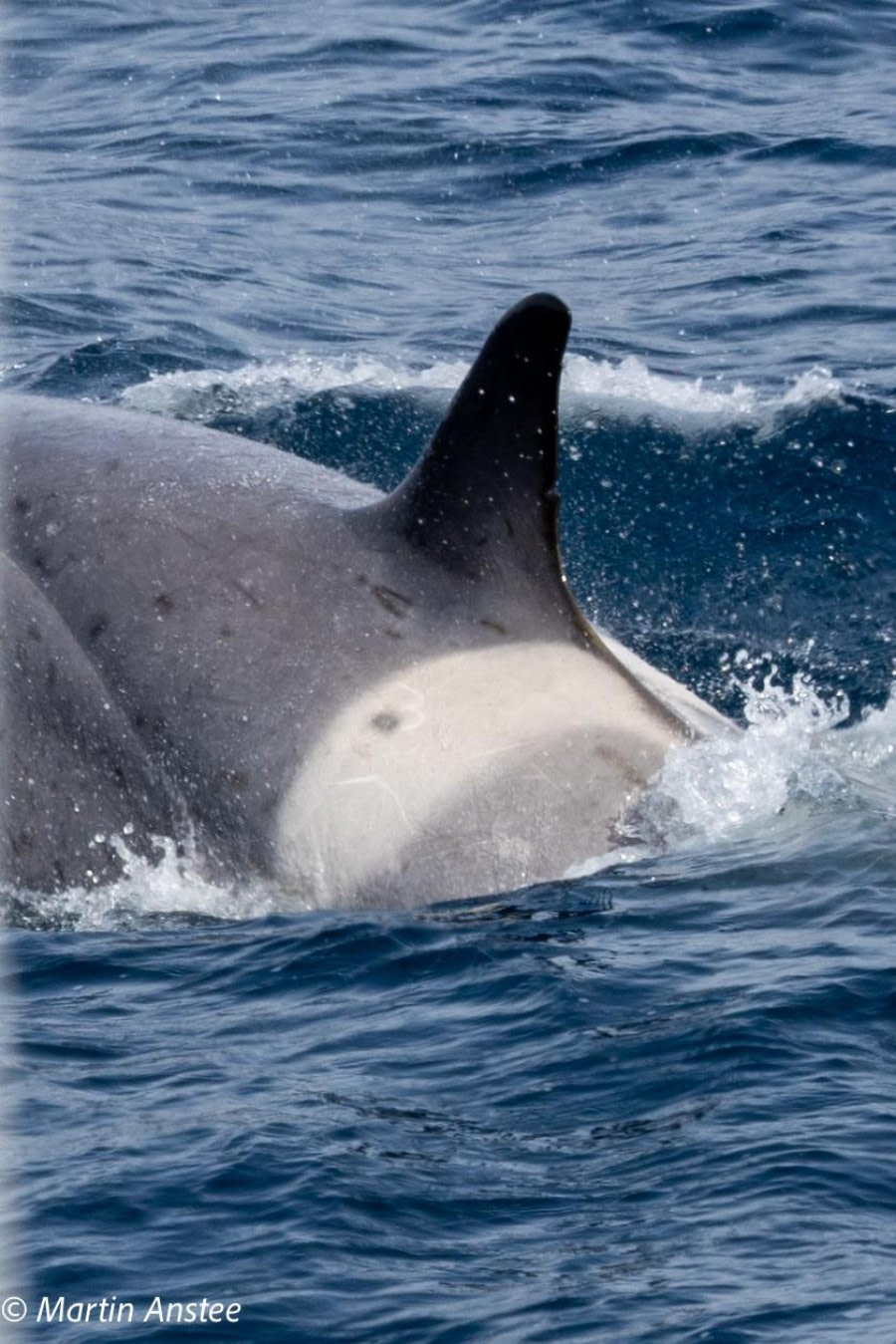 OTL22-23, Day 8, Orca saddle close © Martin Anstee Photography - Oceanwide Expeditions.jpg