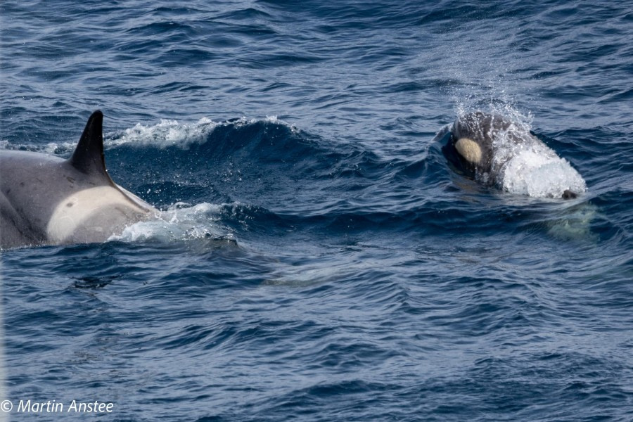 OTL22-23, Day 8, Orcas © Martin Anstee Photography - Oceanwide Expeditions.jpg