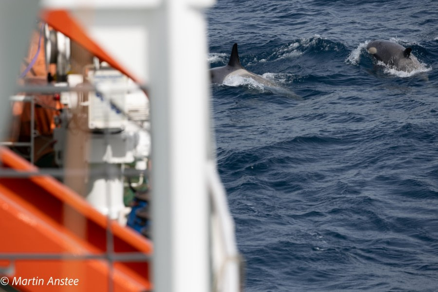 OTL22-23, Day 8, Orcas next to ship © Martin Anstee Photography - Oceanwide Expeditions.jpg