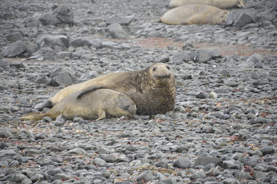 OTL22-23, Day 8, Seals © Gary Miller - Oceanwide Expeditions.JPG