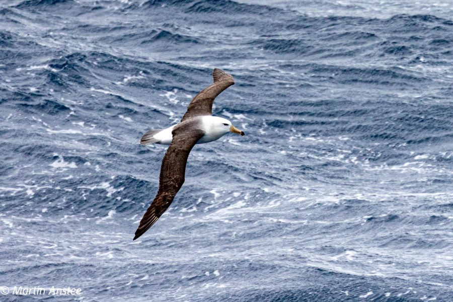 OTL22-23, Day 9, Albatross © Martin Anstee Photography - Oceanwide Expeditions.jpg