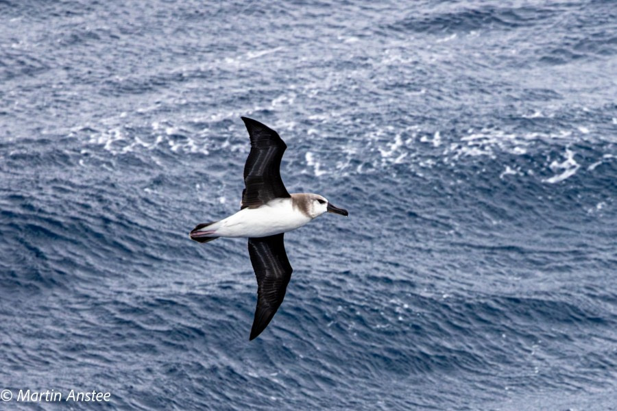 OTL22-23, Day 9, Albatross 2 © Martin Anstee Photography - Oceanwide Expeditions.jpg