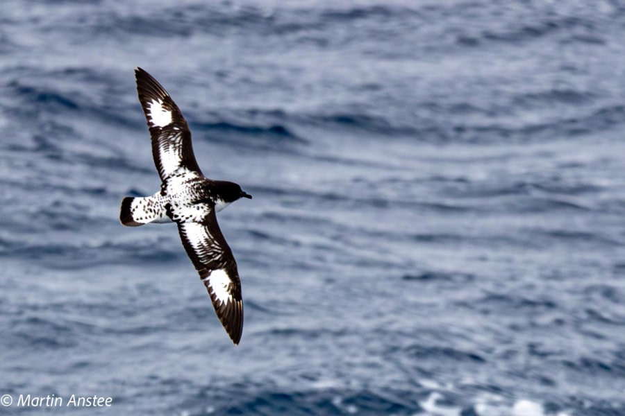 OTL22-23, Day 9, Cape Petrel © Martin Anstee Photography - Oceanwide Expeditions.jpg