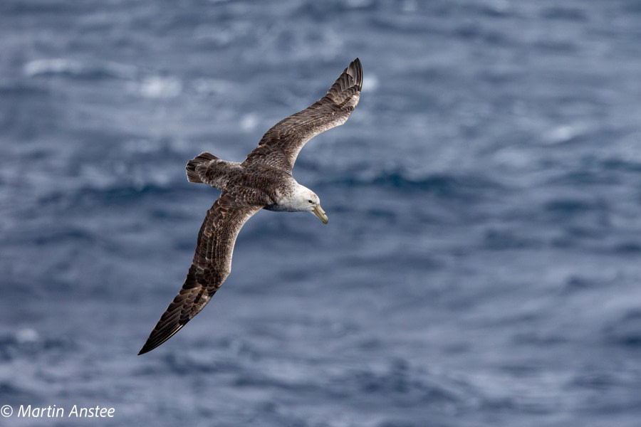 OTL22-23, Day 9, Giant Petrel © Martin Anstee Photography - Oceanwide Expeditions.jpg