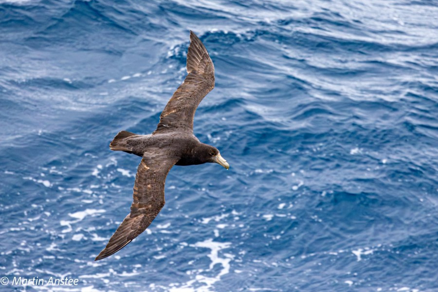 OTL22-23, Day 9, Giant Petrel 2 © Martin Anstee Photography - Oceanwide Expeditions.jpg