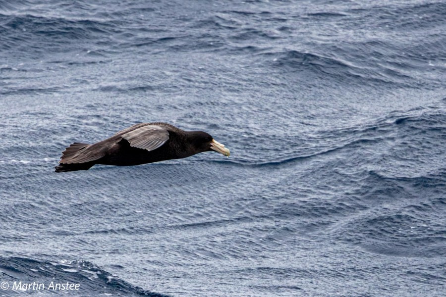 OTL22-23, Day 9, Giant Petrel 3 © Martin Anstee Photography - Oceanwide Expeditions.jpg