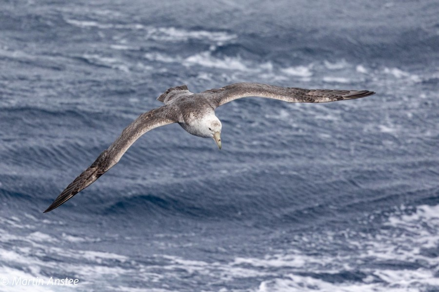 OTL22-23, Day 9, Petrel © Martin Anstee Photography - Oceanwide Expeditions.jpg