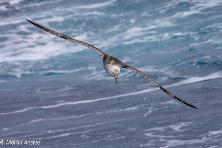 OTL22-23, Day 9, Petrel 2 © Martin Anstee Photography - Oceanwide Expeditions.jpg