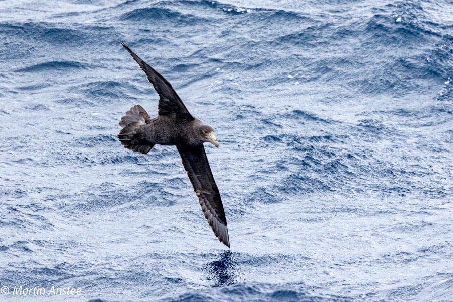 Drake Passage