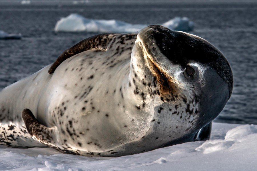 HDS22-23, Day 4, 33242 © Mikhail Barabanov - Oceanwide Expeditions.JPG