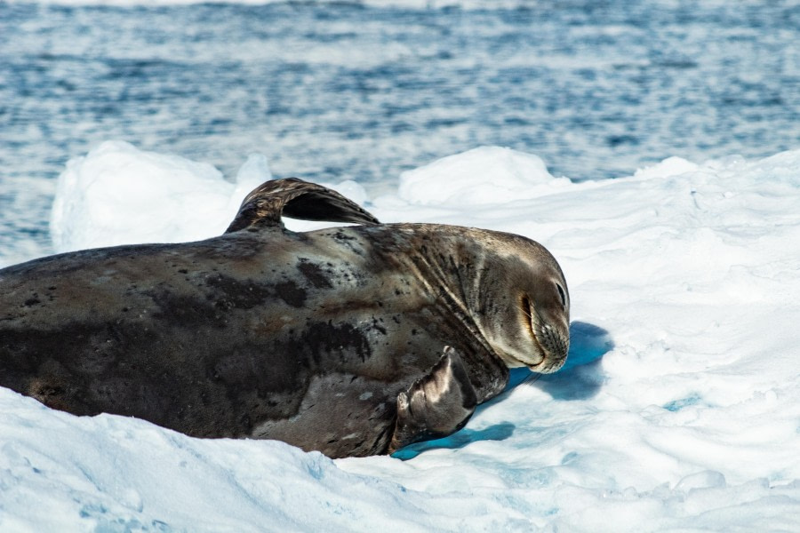 HDS22-23, Day 7, IMG_0769 © Koen Jongerling - Oceanwide Expeditions.jpg