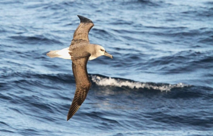 At sea – Drake Passage