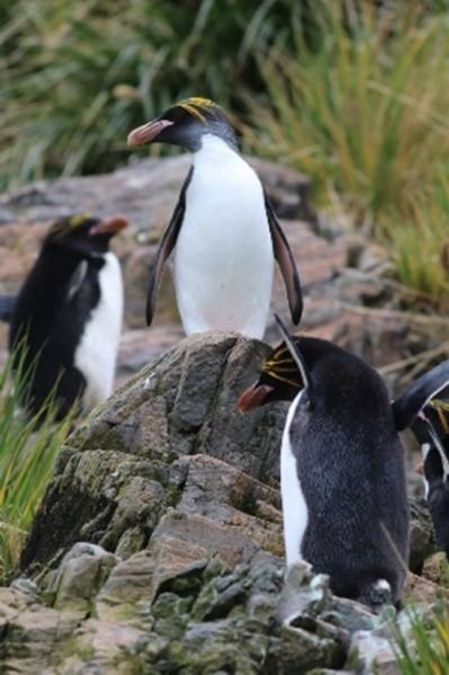 PLA22-23, Day 7, Macaroni Penguins 2 © Unknown Photographer - Oceanwide Expeditions.jpg