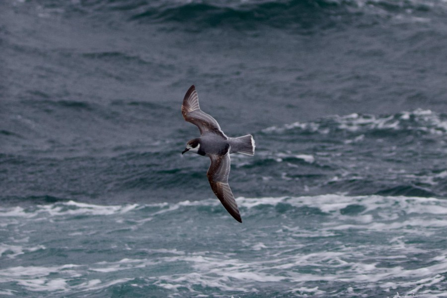 PLA22-23, Day 13, Bird © Unknown Photographer - Oceanwide Expeditions.jpeg