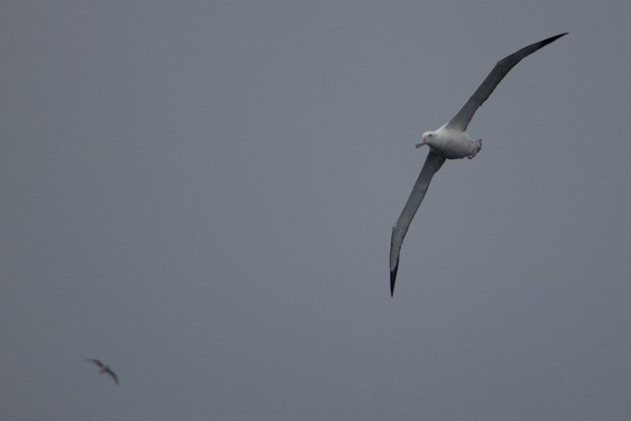 PLA22-23, Day 14, Albatross © Joshua Peck - Oceanwide Expeditions.jpg
