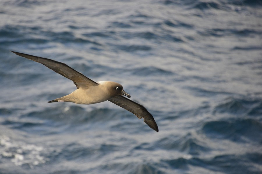 OTL23-23, Day 2, Light-mantled sooty albatrosses © Gary Miller - Oceanwide Expeditions.JPG