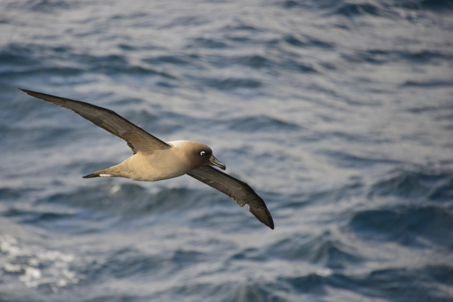 At Sea towards Antarctica