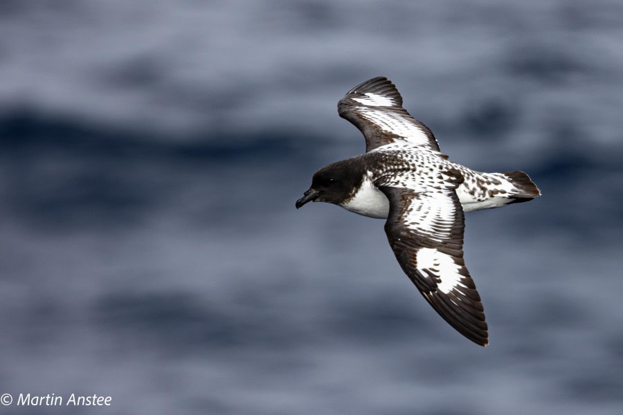 At Sea towards Antarctica