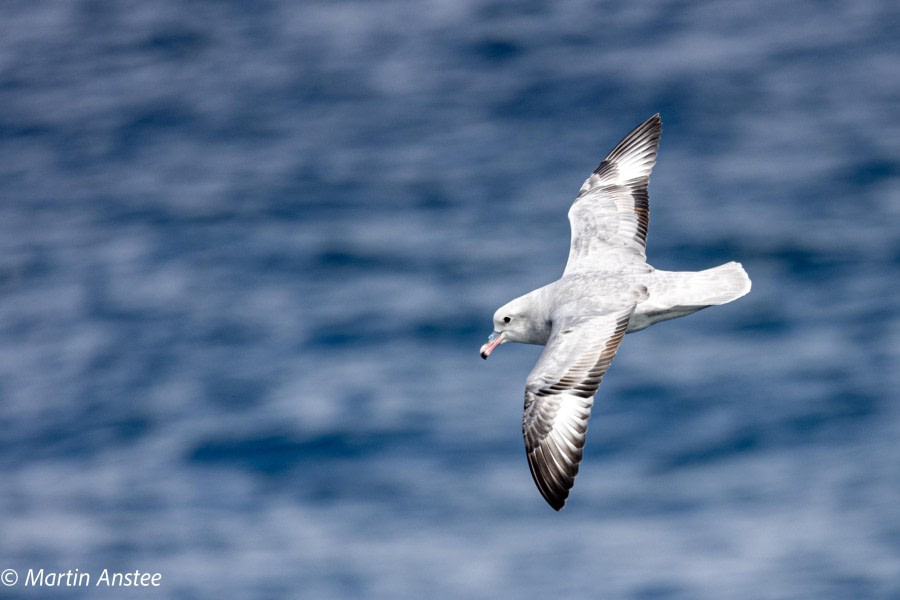 OTL23-23, Day 3, Southern Fulmar 3 © Martin Anstee - Oceanwide Expeditions.jpg