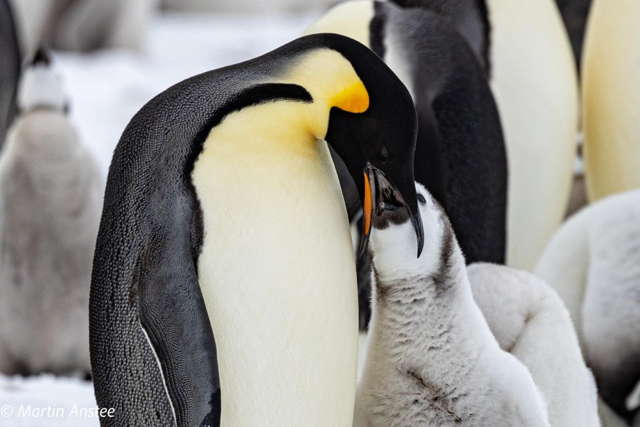 OTL23-23, Day 4, Emperor and chick © Martin Anstee - Oceanwide Expeditions.jpg