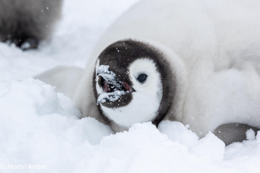 OTL23-23, Day 4, Emperor Penguin Chick © Martin Anstee - Oceanwide Expeditions.jpg
