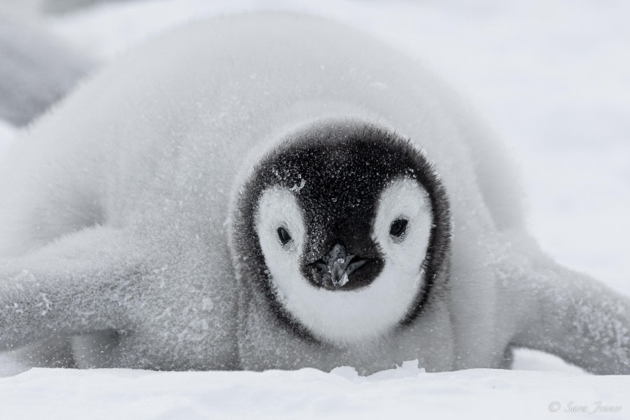 OTL23-23, Day 4, Emperor penguin chick 4 © Sara Jenner - Oceanwide Expeditions.jpg
