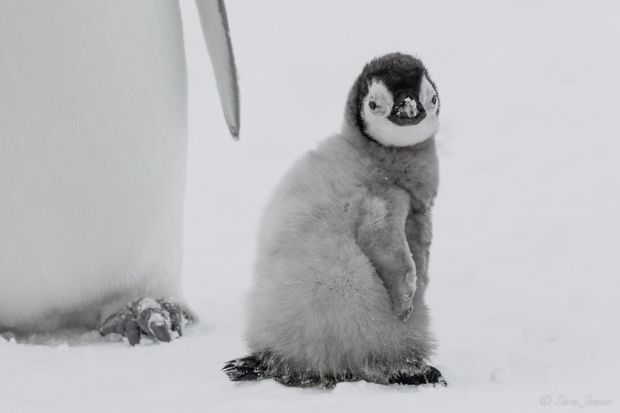 OTL23-23, Day 4, Emperor Penguin Chick 5 © Sara Jenner - Oceanwide Expeditions.jpg