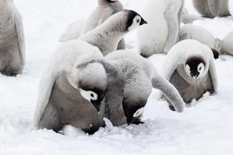 OTL23-23, Day 4, Emperor Penguin Chicks 2 © Martin Anstee - Oceanwide Expeditions.jpg