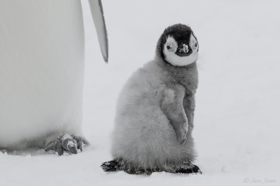 OTL23-23, Day 4, Emperor Penguin Chicks 5 © Sara Jenner - Oceanwide Expeditions.jpg