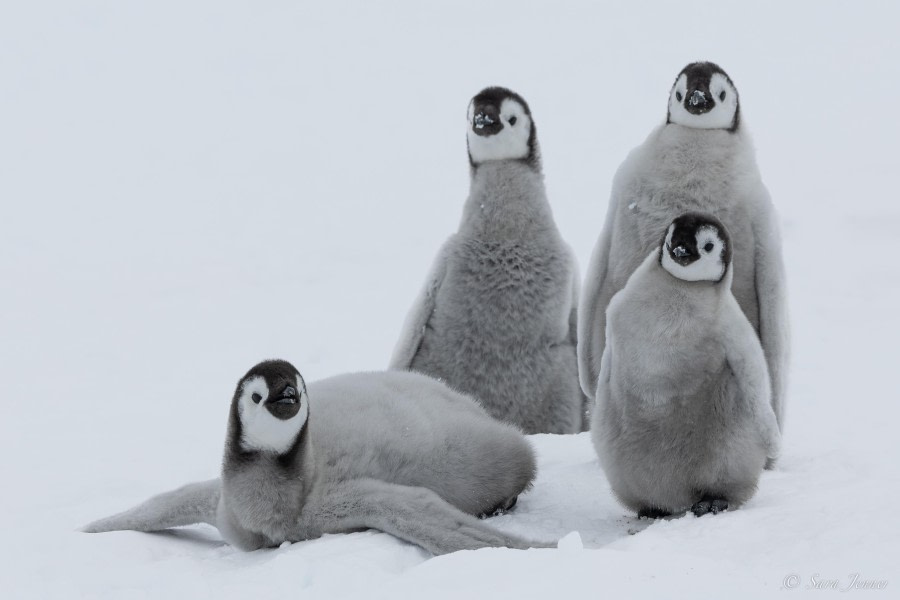 OTL23-23, Day 4, Emperor Penguin Chicks 6 © Sara Jenner - Oceanwide Expeditions.jpg