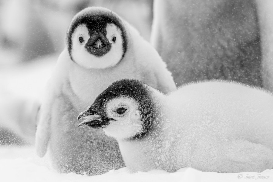 OTL23-23, Day 4, Emperor Penguin Chicks 12 © Sara Jenner - Oceanwide Expeditions.jpg